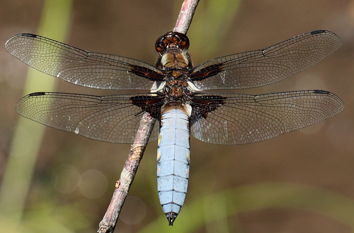 Libellula depressa?